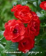 КРАСНЫЙ МАК