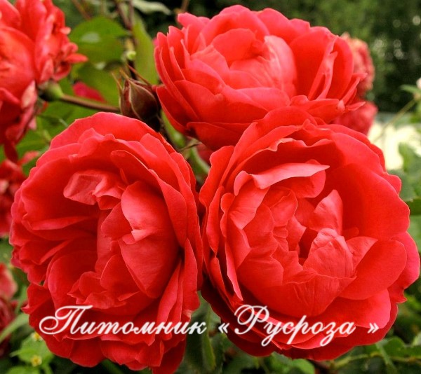 КРАСНЫЙ МАК