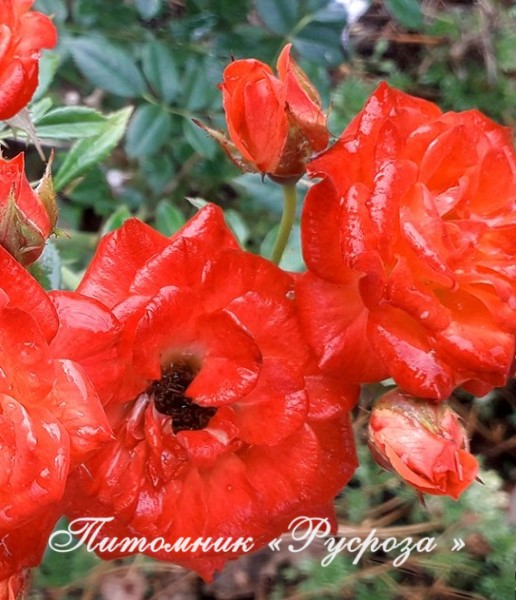 КРАСНЫЙ МАК