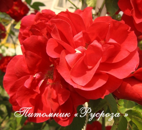 КРАСНЫЙ МАК