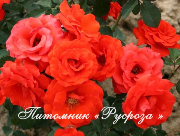 КРАСНЫЙ МАК