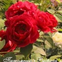 КРАСНЫЙ МАК