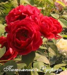 КРАСНЫЙ МАК