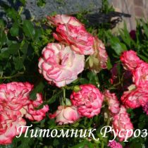 КРУЖЕВНИЦА