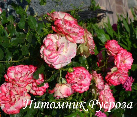 КРУЖЕВНИЦА