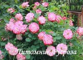 КРУЖЕВНИЦА