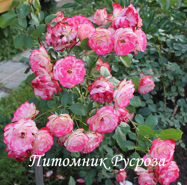 КРУЖЕВНИЦА