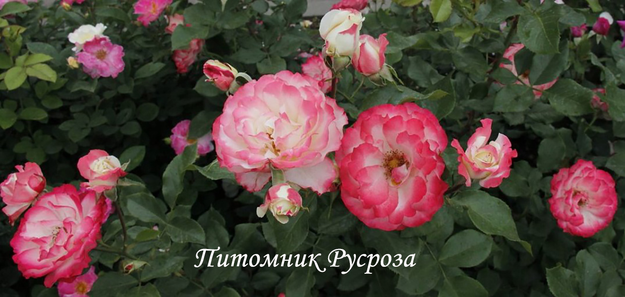 КРУЖЕВНИЦА