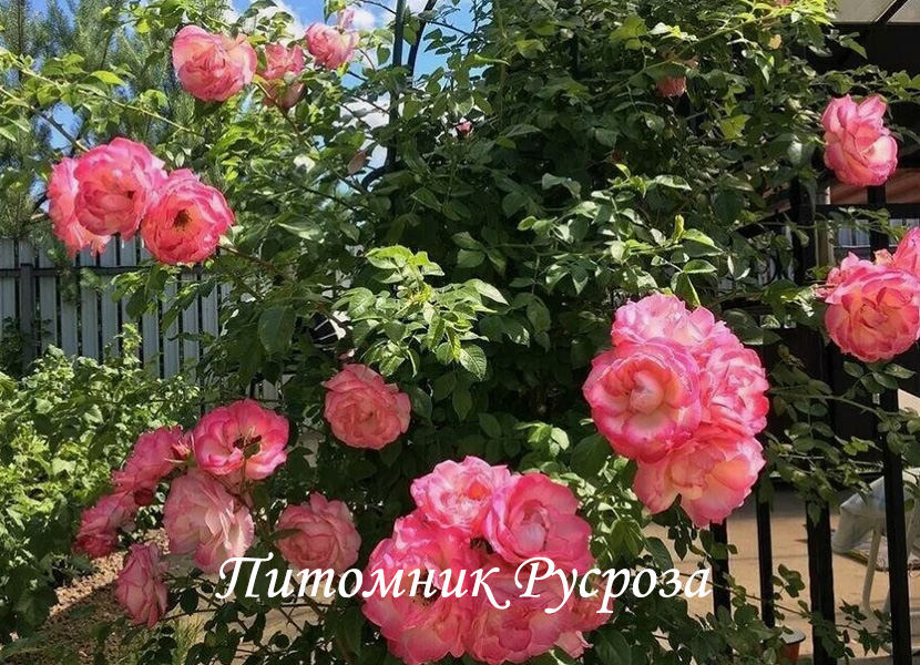 КРУЖЕВНИЦА