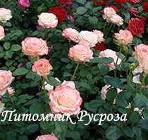 КРЫМСКАЯ ВЕСНА