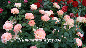 КРЫМСКАЯ ВЕСНА