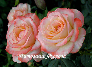 КРЫМСКАЯ ВЕСНА