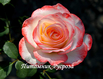 КРЫМСКАЯ ВЕСНА