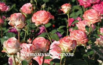 КРЫМСКАЯ ВЕСНА