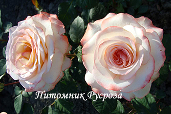 КРЫМСКАЯ ВЕСНА