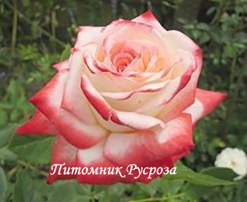 КРЫМСКАЯ ВЕСНА