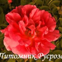 КРЫМСКАЯ ВИДОВАЯ