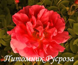 КРЫМСКАЯ ВИДОВАЯ