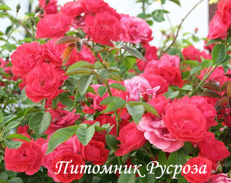 КРЫМСКАЯ ВИДОВАЯ