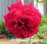 КРЫМСКАЯ ВИДОВАЯ