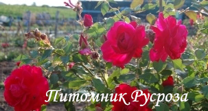 КРЫМСКАЯ ВИДОВАЯ