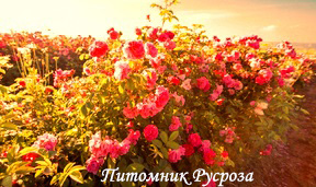 КРЫМСКАЯ ВИДОВАЯ