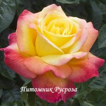 КРЫМСКАЯ РАДУГА