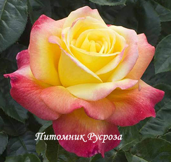 КРЫМСКАЯ РАДУГА