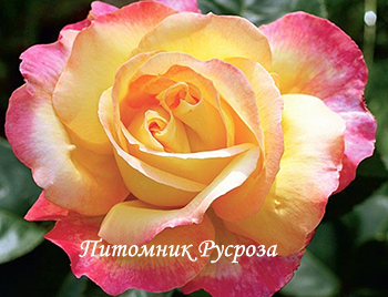 КРЫМСКАЯ РАДУГА