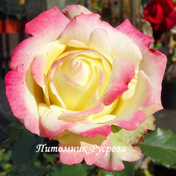 КРЫМСКАЯ РАДУГА