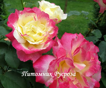 КРЫМСКАЯ РАДУГА