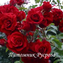 КРЫМСКИЕ ЗОРИ