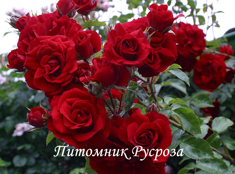 КРЫМСКИЕ ЗОРИ