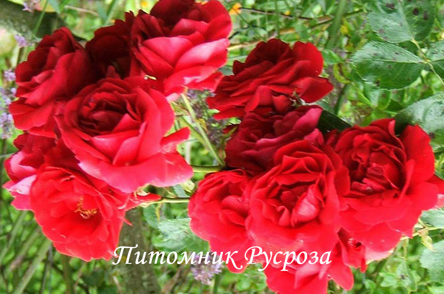 КРЫМСКИЕ ЗОРИ