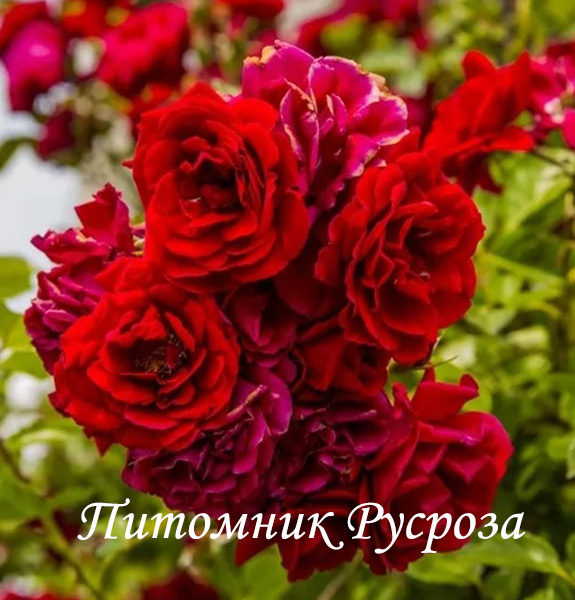 КРЫМСКИЕ ЗОРИ