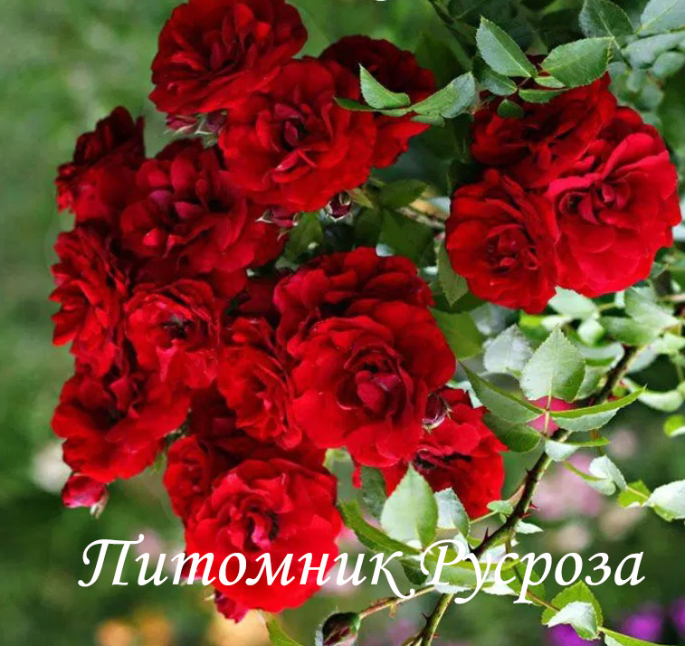 КРЫМСКИЕ ЗОРИ