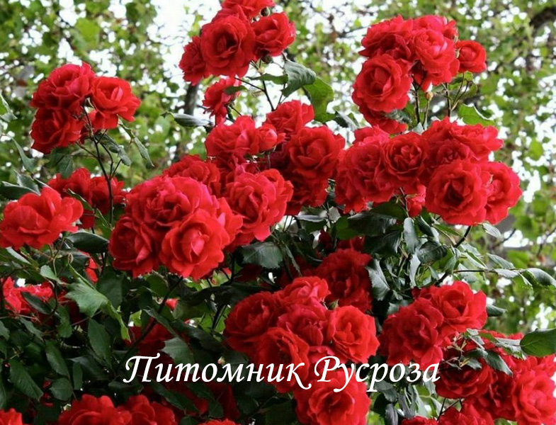 КРЫМСКИЕ ЗОРИ