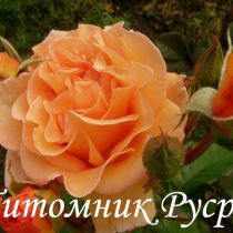 ЗОЛОТАЯ ОСЕНЬ