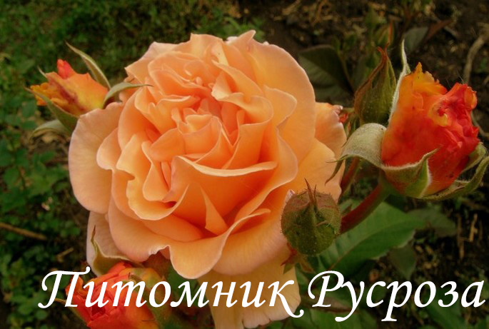 ЗОЛОТАЯ ОСЕНЬ