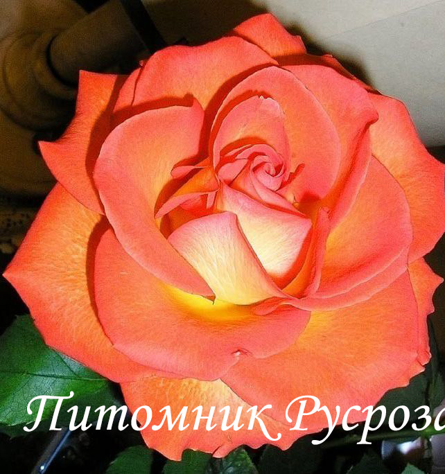 ЗОЛОТАЯ ОСЕНЬ