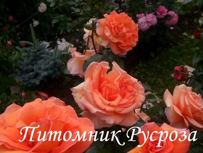 ЗОЛОТАЯ ОСЕНЬ