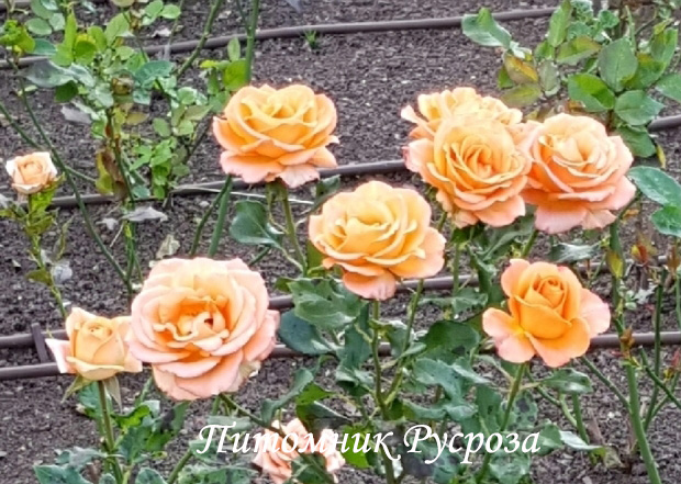 ЗОЛОТАЯ ОСЕНЬ