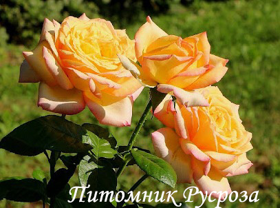 ЗОЛОТАЯ ОСЕНЬ