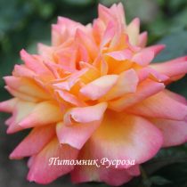 ЗОЛОТОЙ ЮБИЛЕЙ