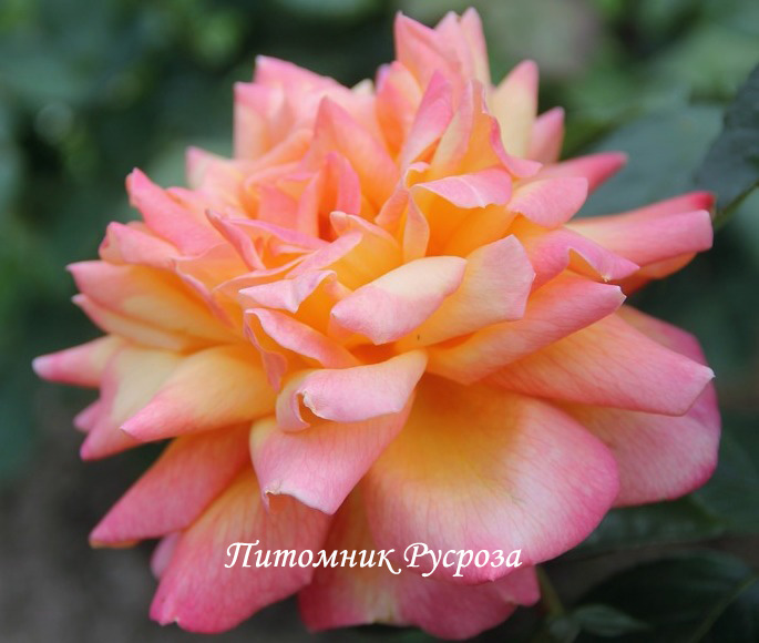 ЗОЛОТОЙ ЮБИЛЕЙ