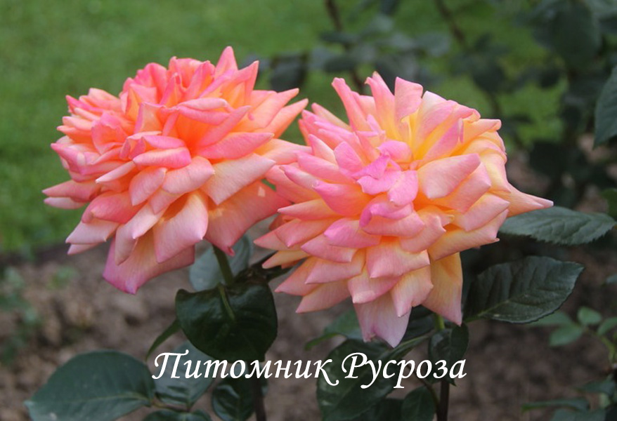 ЗОЛОТОЙ ЮБИЛЕЙ