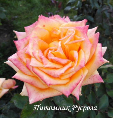 ЗОЛОТОЙ ЮБИЛЕЙ