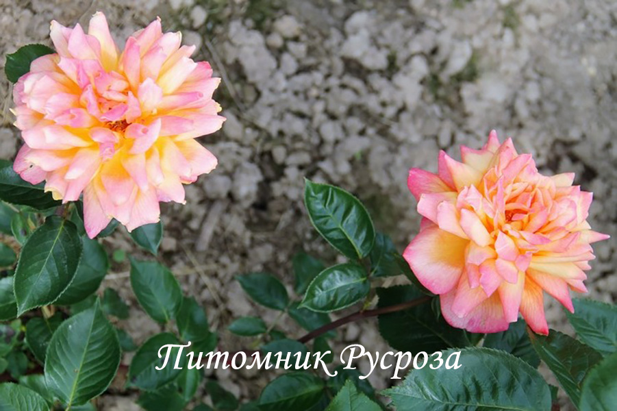 ЗОЛОТОЙ ЮБИЛЕЙ