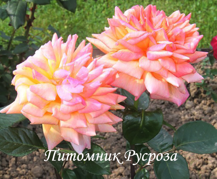 ЗОЛОТОЙ ЮБИЛЕЙ