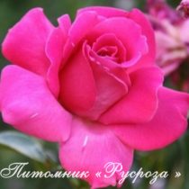 КЛИМЕНТИНА